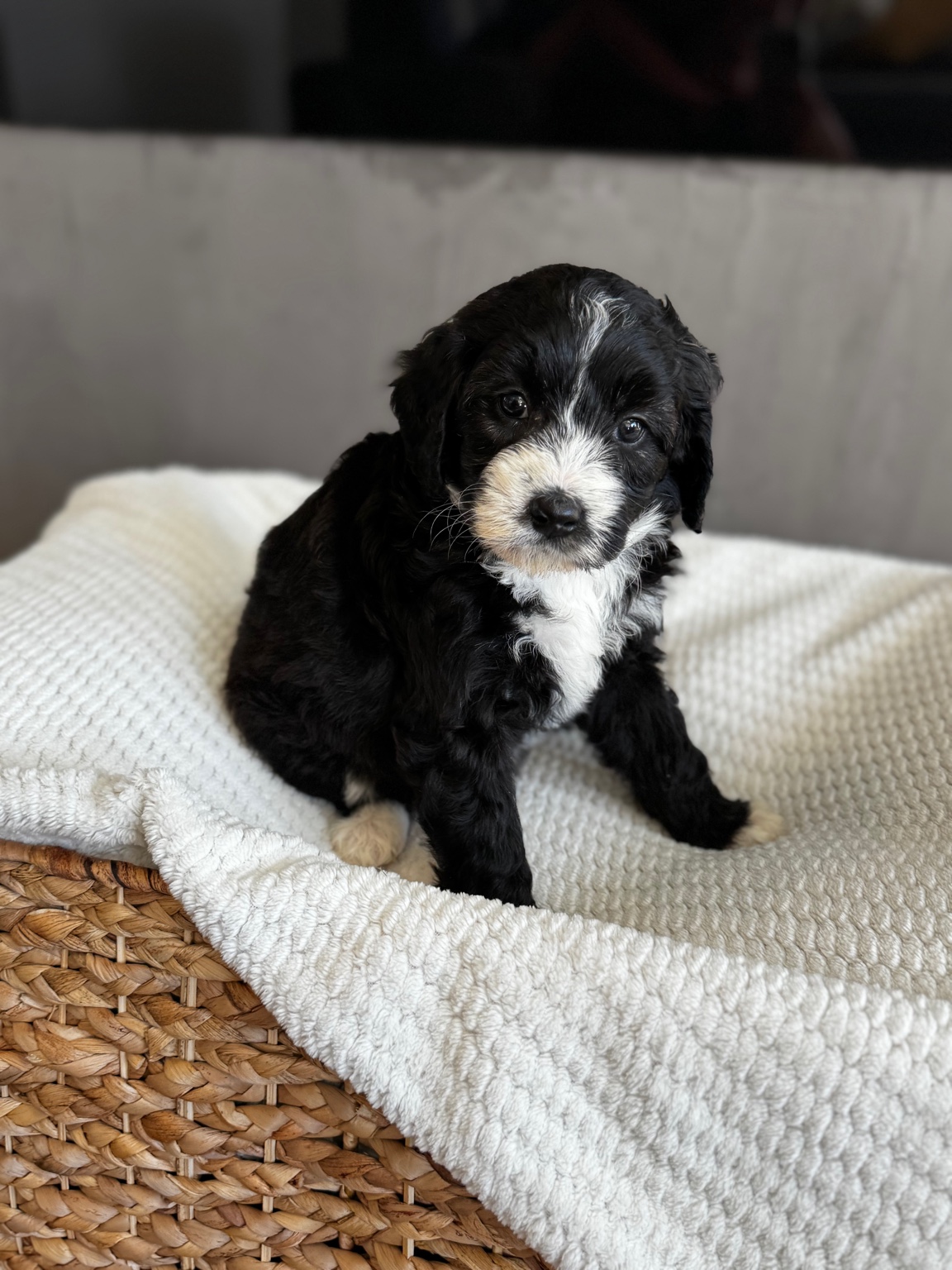 Rosie